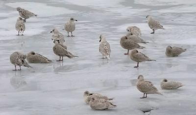 Kumlien's Iceland Gulls, mostly 1st cycle