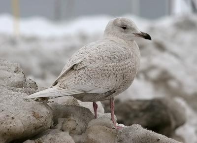 1st cycle probable g. kumleini Iceland Gull