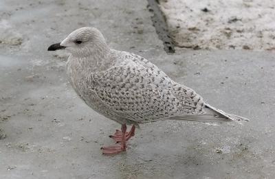 Kumliens Iceland gull, 1st cycle