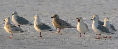 Kumlien's Iceland Gulls, various ages