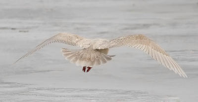 1st cycle probable g. kumleini Iceland gull