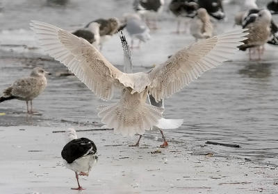 1st cycle g. kumleini or g. glaucoides Iceland gull?