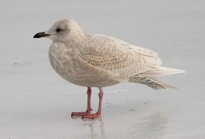 1st cycle probable g. glaucoides Iceland Gull