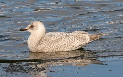 1st cycle L. g. kumlieni or L. g. kumleini x L. theyeri Iceland Gull? (#1 of 2) - see also page 2