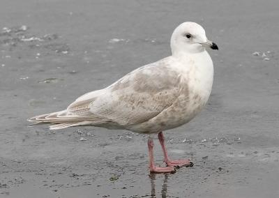 Kumlien's Iceland gull, 2nd cycle