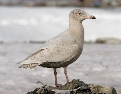 Glaucous Gull, 1st cycle