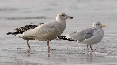 Glaucous Gull, 1st cycle with adult Herring Gull