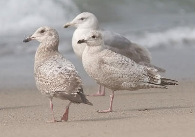 Front to rear: cy1 GW x HERG, cy1 Thayer's Gull,  cy2 Glaucous-winged Gull