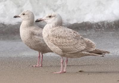 Left to right: cy1 Thayer's Gull, presumed cy1 Glaucous-winged x Western Gull, 1st cycle