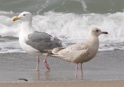 Left to right: adult Western Gull, 1st cycle Thayer's Gull