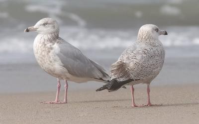 Left to right: 3rd cycle & 2nd cycle Herring Gulls