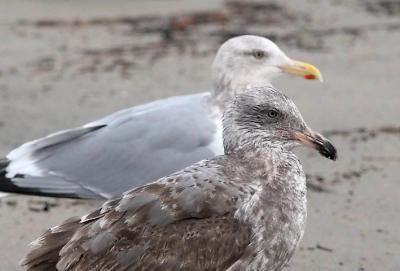 pale-eyed Western gull, 2nd cycle with adult Herring Gull