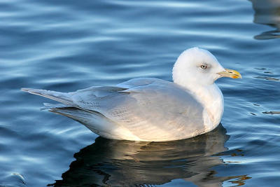 Kumlien's Iceland Gull, 3rd cycle (#2 of 2) - also page 1