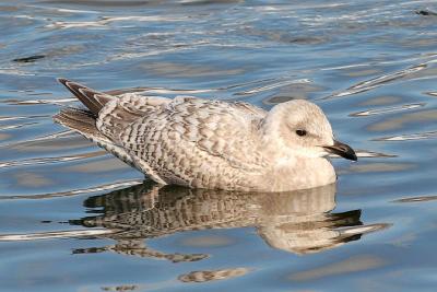 1st cycle g. kumlieni or g. kumleini x L. theyeri Iceland Gull?  (#2 of 2) - see also page 1