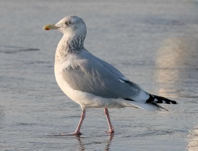 Herring Gull, basic adult (#2 of 2)