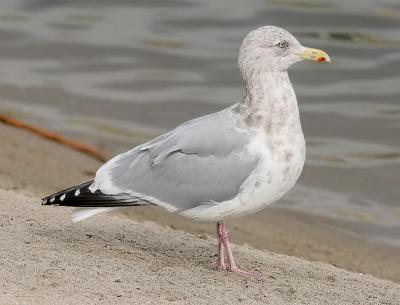 Herring Gull, basic adult (#2 of 2)