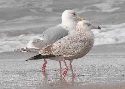 Herring Gull, 2nd cycle with possible Glaucous-winged  x Western Gull backcross