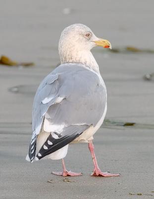 Herring gull, basic adult