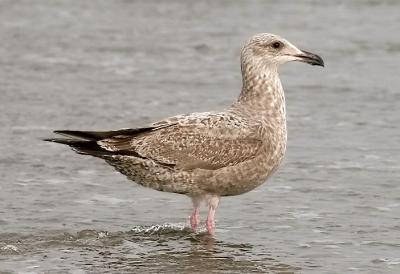 Herring gull, 1st cycle