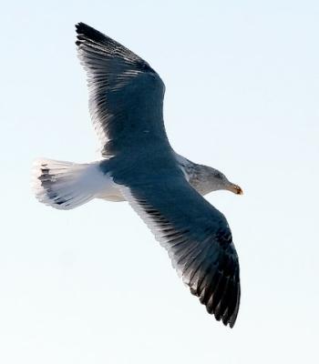 Western Gull, 3rd cycle