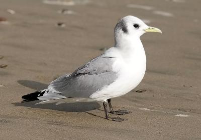 Black-legged Kittiwake, basic adult (#1 of 10)