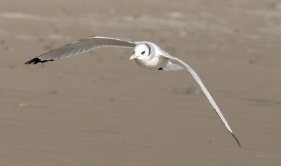 Black-legged Kittiwake, basic adult (#3 of 10)