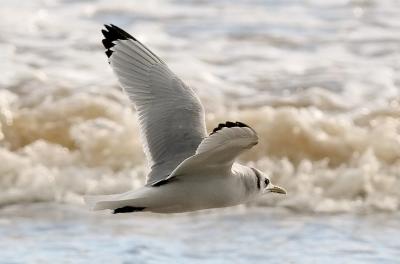 Black-legged Kittiwake, basic adult (#10 of 10)