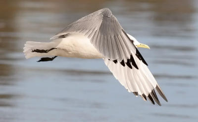 Black-legged Kittiwake, basic adult (#6 of 10)