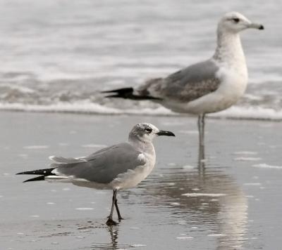 Laughing Gull, 2nd cycle (#1 of 5)