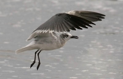 Laughing gull, 2nd cycle (#3 of 5)