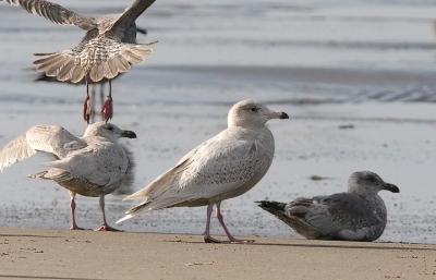 Glaucous Gull, 1st cycle (#1 of2)