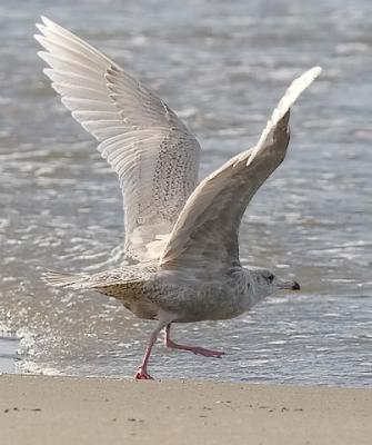 Glaucous Gull, 1st cycle (#2 of2)