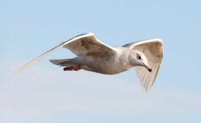 Glaucous Gull, 1st cycle (#2 of 2)