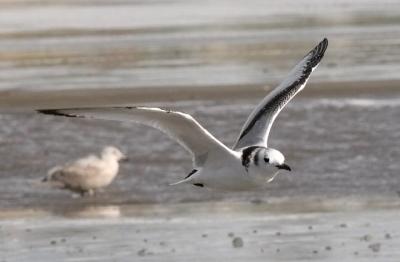 Black-legged Kittiwake, 1st cycle