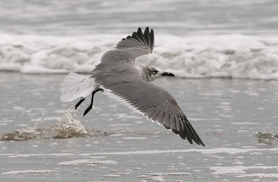 Laughing Gull, 2nd cycle (#4 of 5)