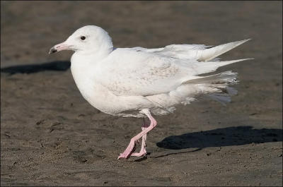 Glaucous Gull, 1st cycle (#1 of 2)