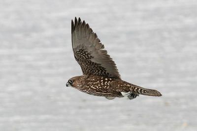 Gyrfalcon, dark intermediate morph, juvenile