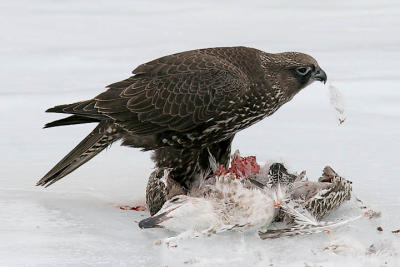 Gyrfalcon, dark intermediate morph juvenile