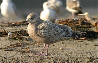 Thayer's Iceland Gull, dark 1st cycle with rather small bill.