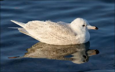 Kumlien's Iceland Gull, 2nd cycle
