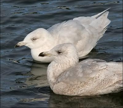 presumed Kumlien's Iceland Gulls, both 2nd cycle