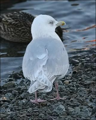 Kumlien's Iceland Gull, 3rd cycle (#1 of 2) - also page 1