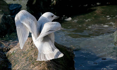 Presumed Kumlien's Iceland Gull, 2nd cycle