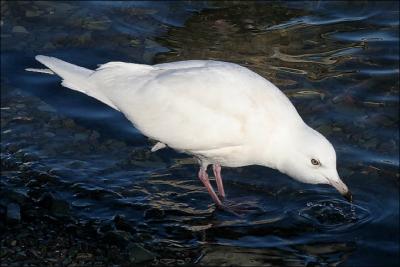Iceland Gull,  2nd cycle (#2 of 2)