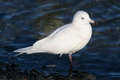 Icelnd Gull, 2nd cycle  (# 1 of 2)
