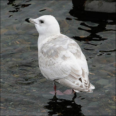 Kumliens Iceland Gull, 2nd cycle