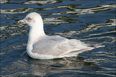 Kumlien's Iceland Gull, 3rd cycle