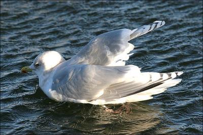 Kumlien's Iceland, Basic adult