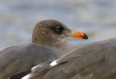 Heermann's Gull, 3rd cycle or basic adult