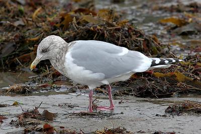 Thayers Iceland Gull, basic adult